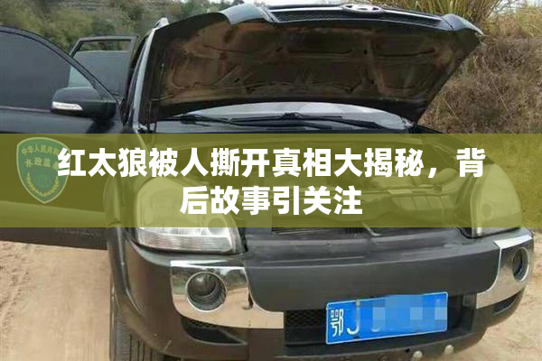 红太狼被人撕开真相大揭秘，背后故事引关注
