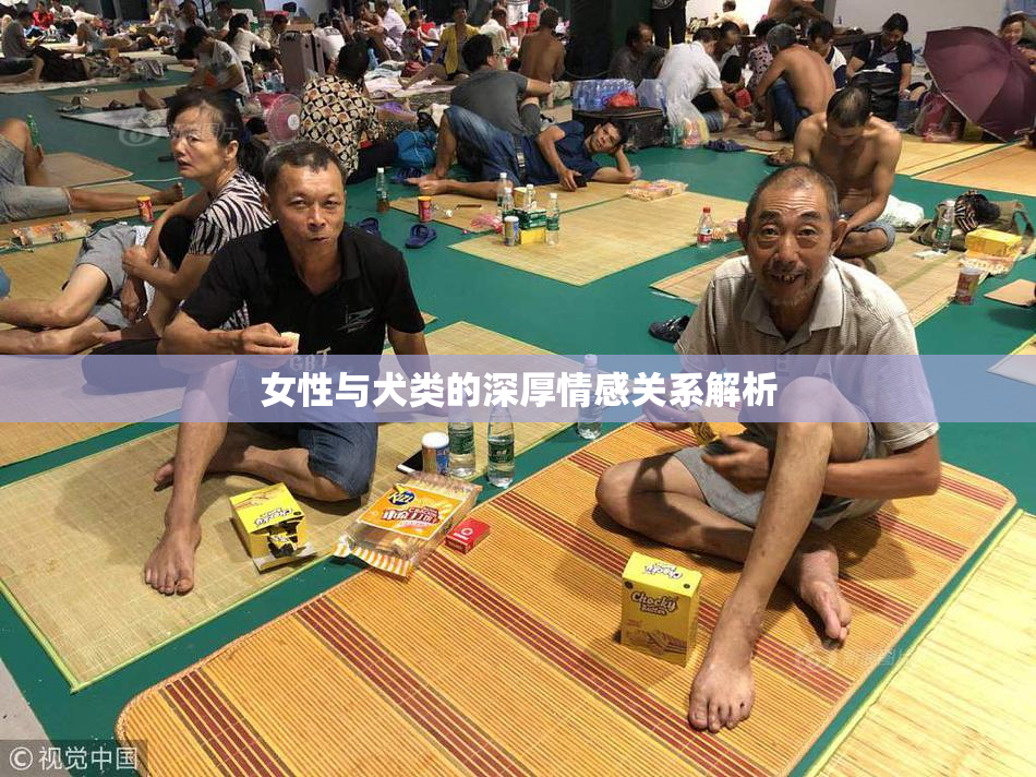 女性与犬类的深厚情感关系解析
