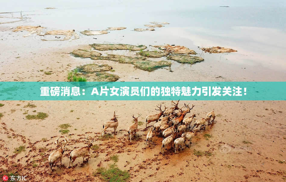 重磅消息：A片女演员们的独特魅力引发关注！