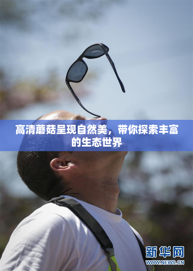 高清蘑菇呈现自然美，带你探索丰富的生态世界