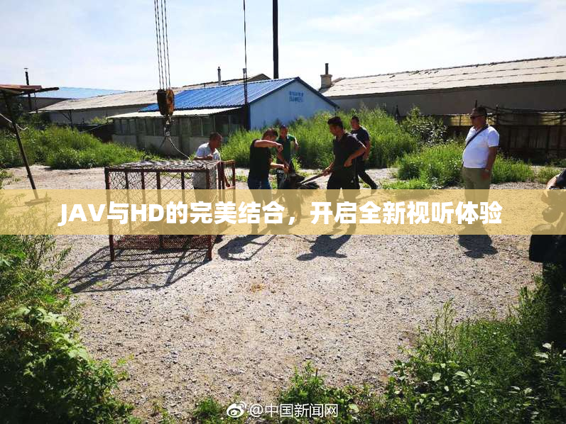 JAV与HD的完美结合，开启全新视听体验