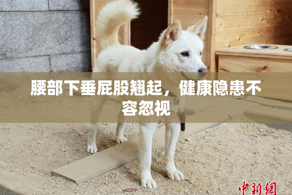 腰部下垂屁股翘起，健康隐患不容忽视