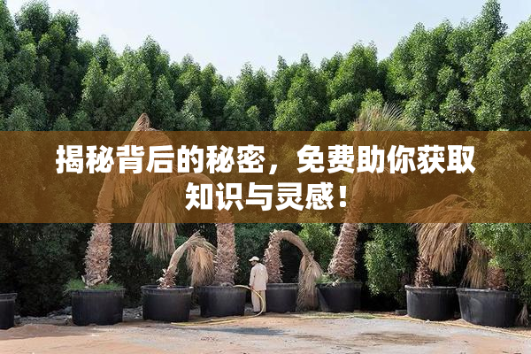 揭秘背后的秘密，免费助你获取知识与灵感！