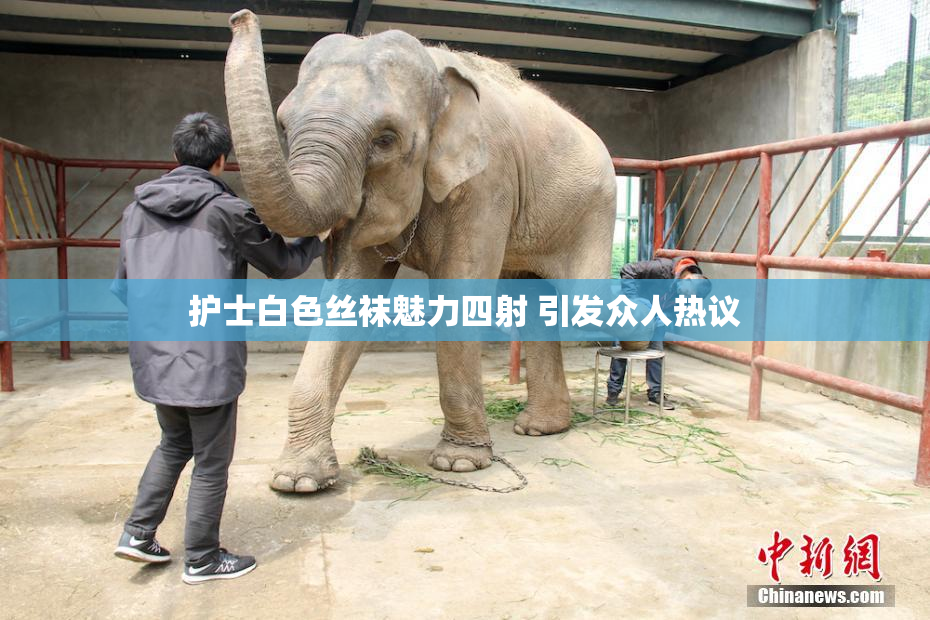 护士白色丝袜魅力四射 引发众人热议
