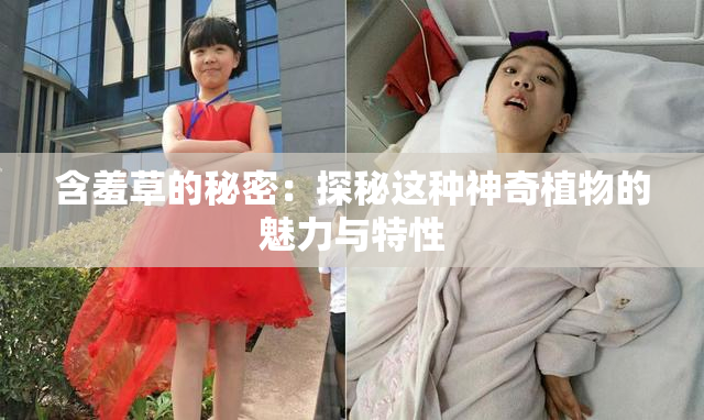 含羞草的秘密：探秘这种神奇植物的魅力与特性