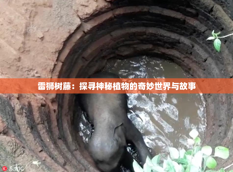 雷狮树藤：探寻神秘植物的奇妙世界与故事