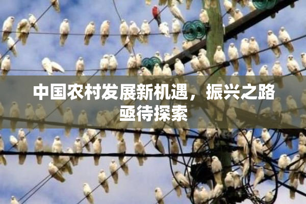 中国农村发展新机遇，振兴之路亟待探索