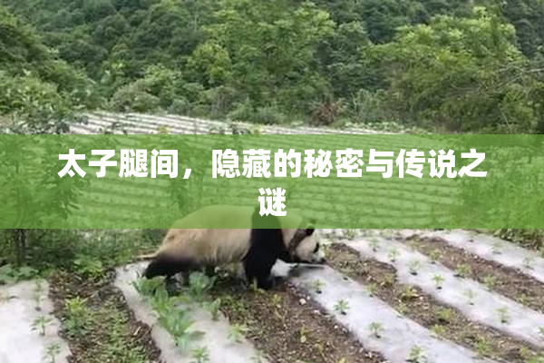 太子腿间，隐藏的秘密与传说之谜