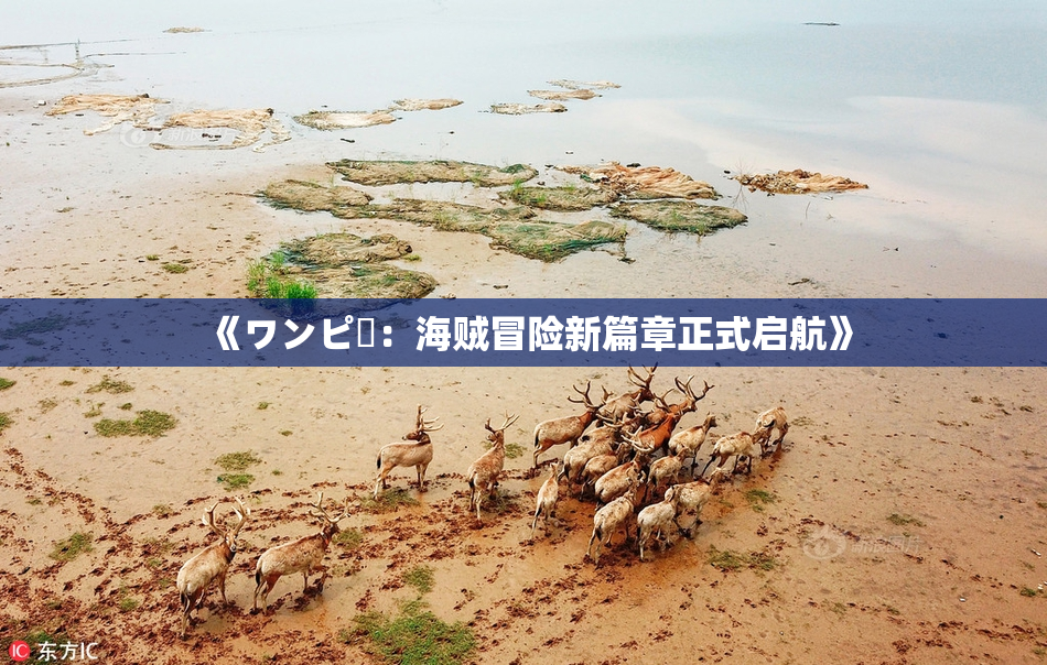 《ワンピー：海贼冒险新篇章正式启航》