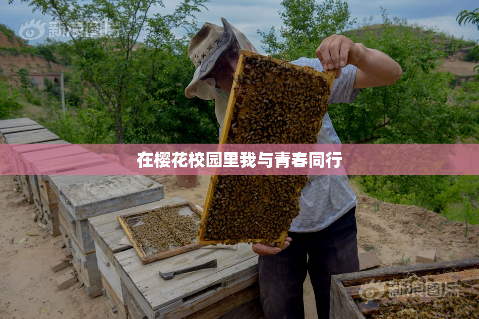在樱花校园里我与青春同行