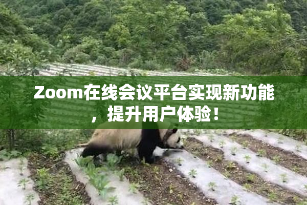 Zoom在线会议平台实现新功能，提升用户体验！