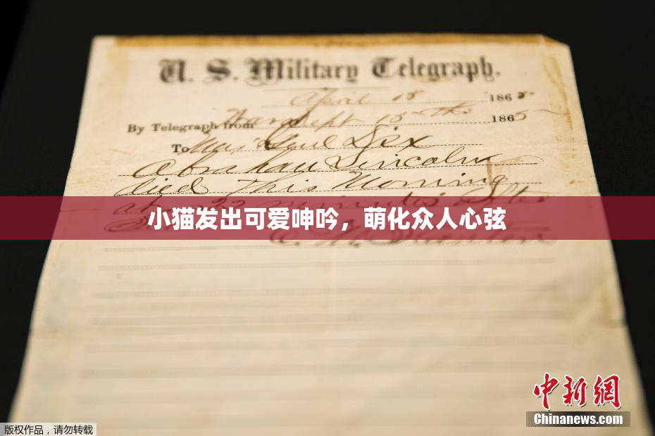 小猫发出可爱呻吟，萌化众人心弦