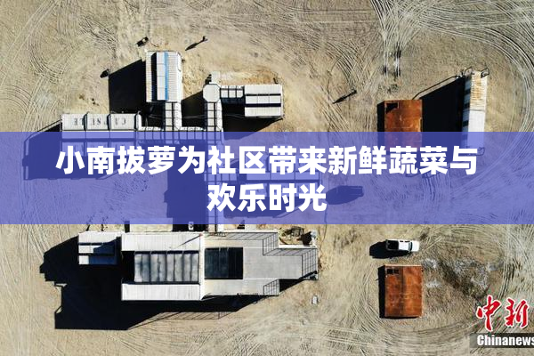 小南拔萝为社区带来新鲜蔬菜与欢乐时光