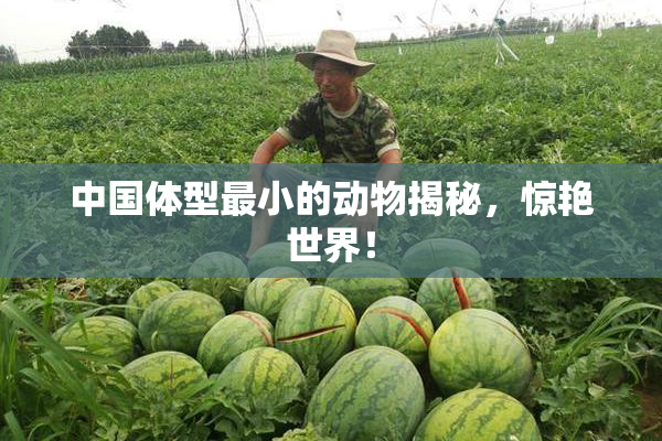 中国体型最小的动物揭秘，惊艳世界！
