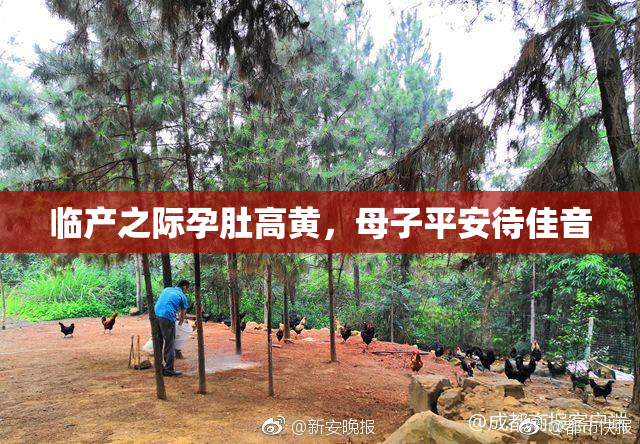 临产之际孕肚高黄，母子平安待佳音