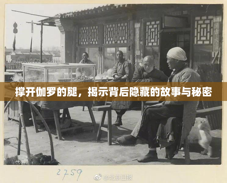 撑开伽罗的腿，揭示背后隐藏的故事与秘密