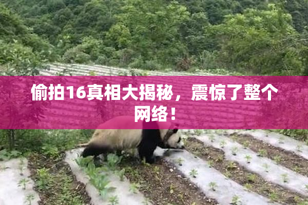 偷拍16真相大揭秘，震惊了整个网络！