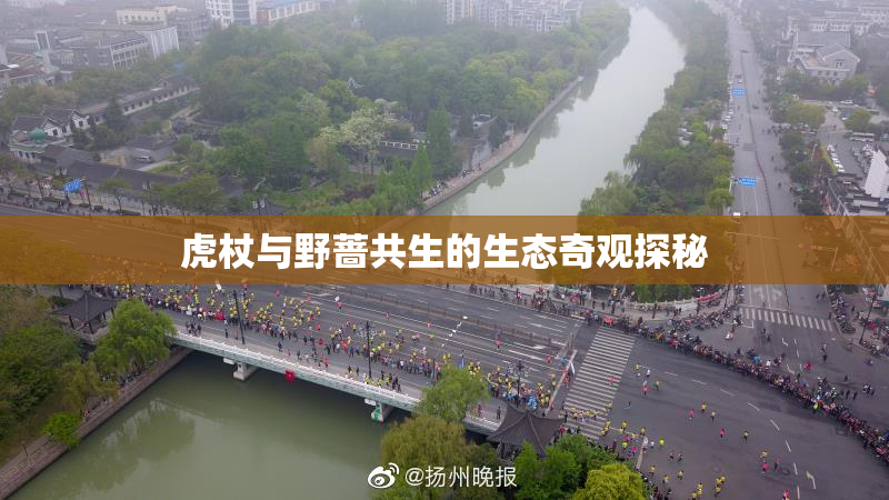 虎杖与野蔷共生的生态奇观探秘
