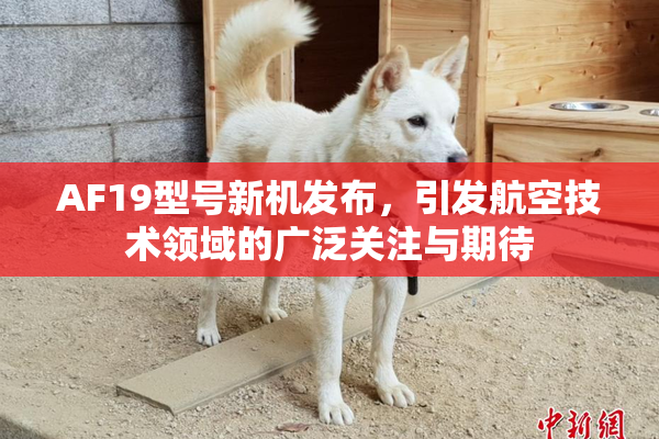 AF19型号新机发布，引发航空技术领域的广泛关注与期待