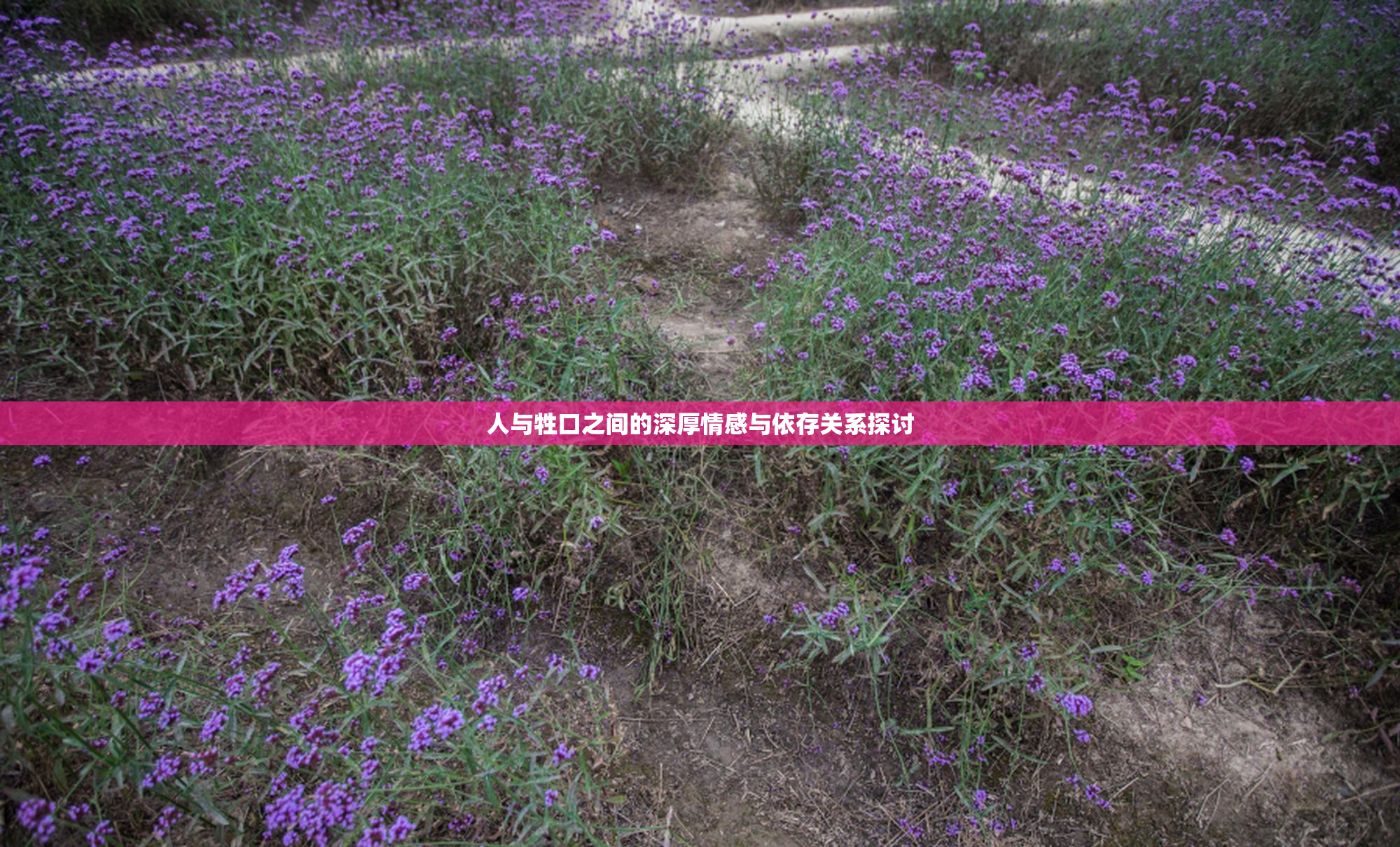 人与牲口之间的深厚情感与依存关系探讨