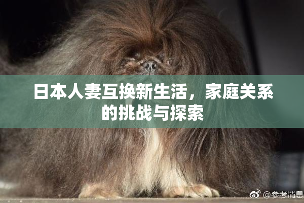 日本人妻互换新生活，家庭关系的挑战与探索