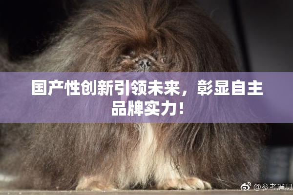 国产性创新引领未来，彰显自主品牌实力！