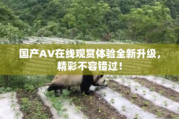国产AV在线观赏体验全新升级，精彩不容错过！