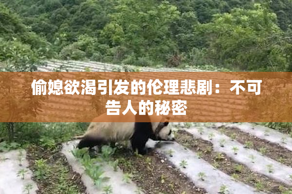 偷媳欲渴引发的伦理悲剧：不可告人的秘密