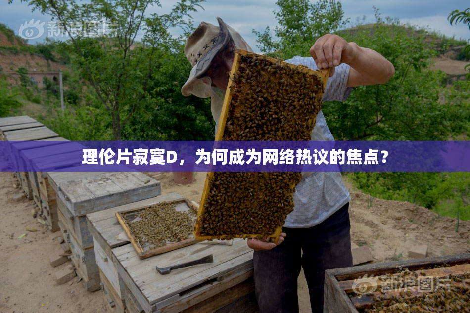 理伦片寂寞D，为何成为网络热议的焦点？