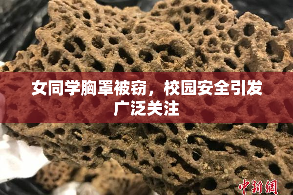 女同学胸罩被窃，校园安全引发广泛关注