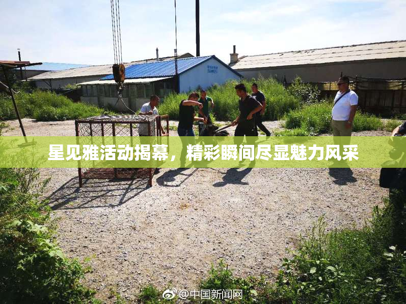 星见雅活动揭幕，精彩瞬间尽显魅力风采