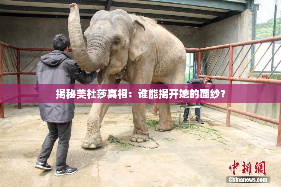 揭秘美杜莎真相：谁能揭开她的面纱？