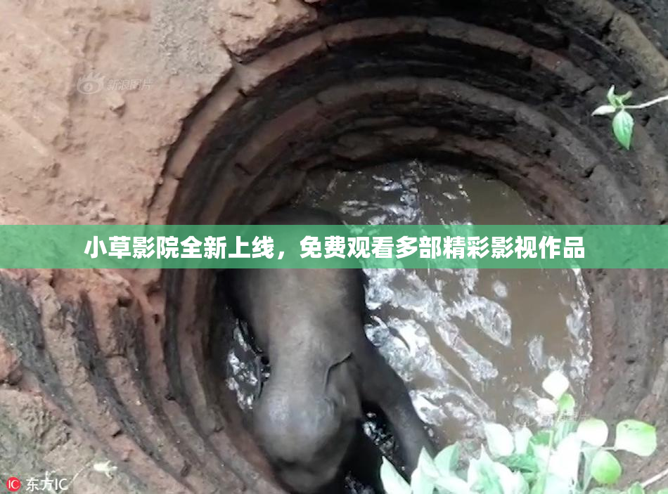 小草影院全新上线，免费观看多部精彩影视作品