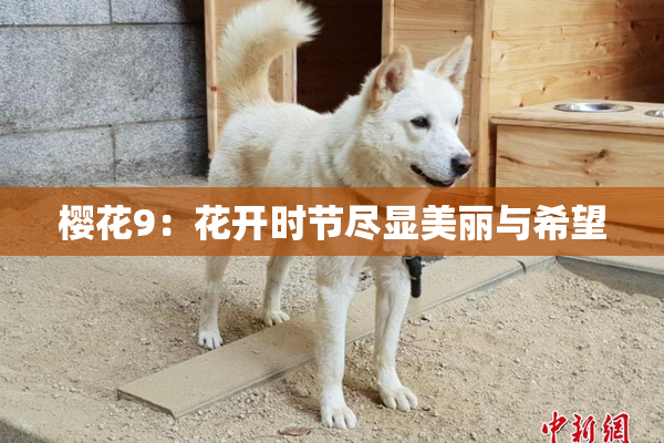 樱花9：花开时节尽显美丽与希望