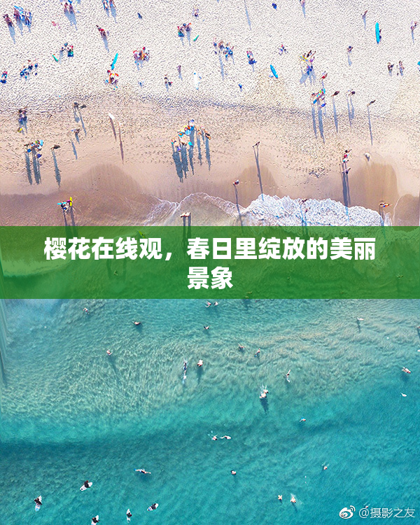 樱花在线观，春日里绽放的美丽景象
