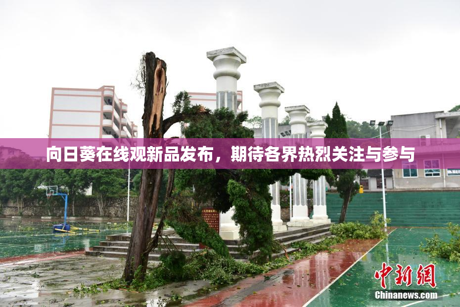 向日葵在线观新品发布，期待各界热烈关注与参与