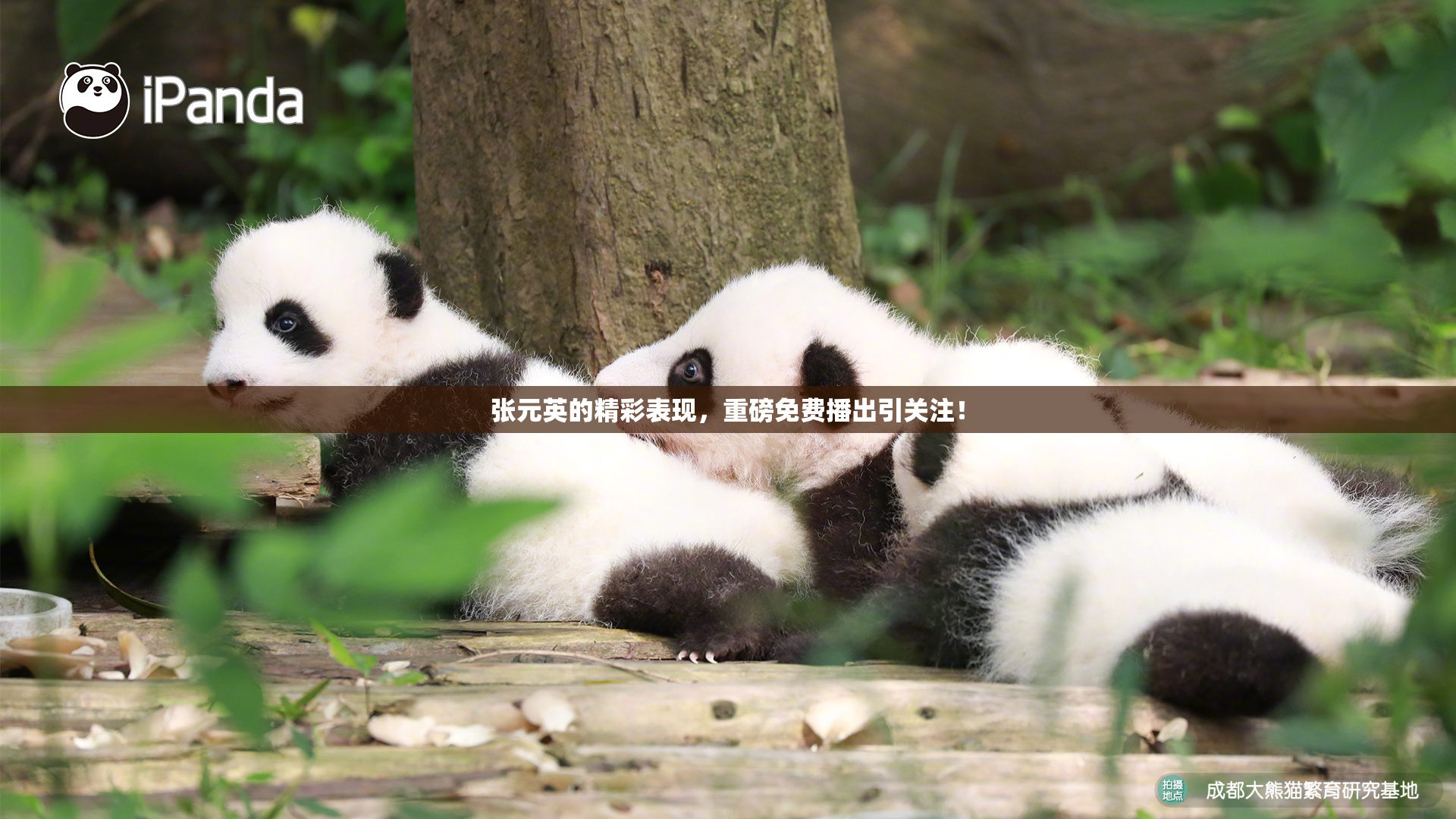 张元英的精彩表现，重磅免费播出引关注！