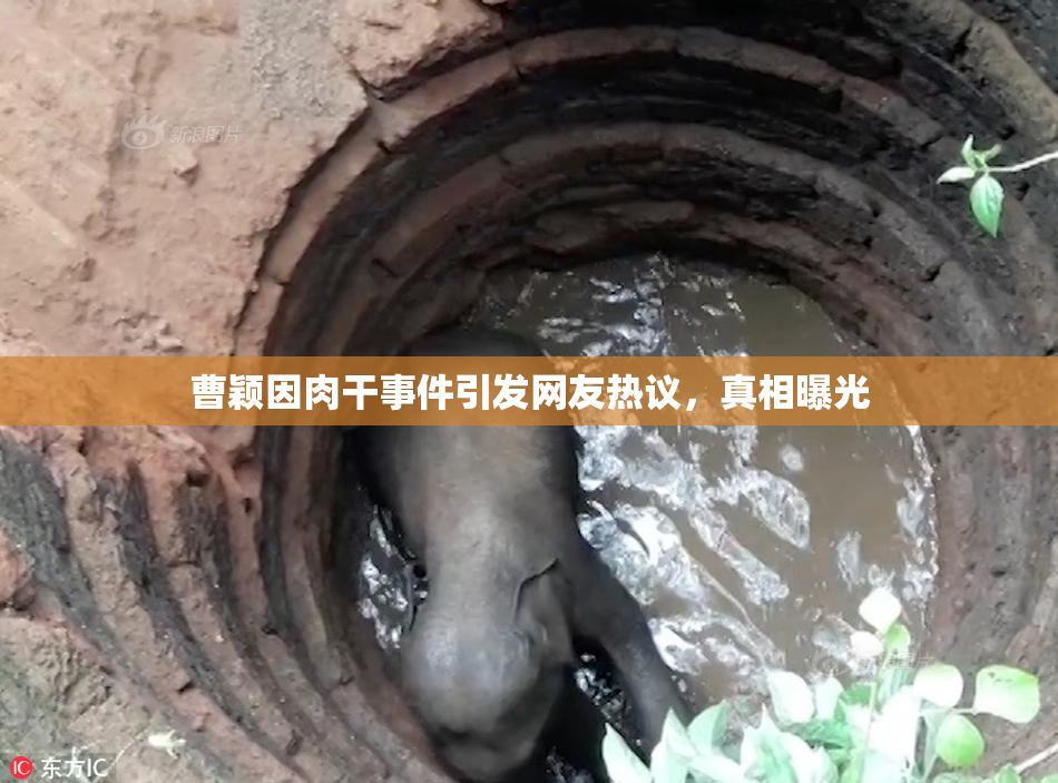 曹颖因肉干事件引发网友热议，真相曝光
