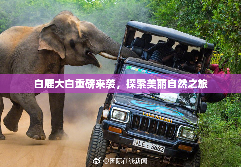 白鹿大白重磅来袭，探索美丽自然之旅