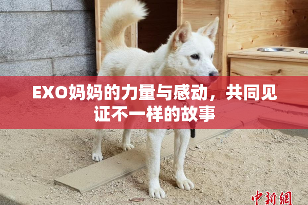 EXO妈妈的力量与感动，共同见证不一样的故事