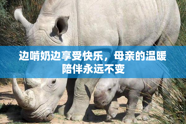 边啃奶边享受快乐，母亲的温暖陪伴永远不变