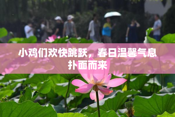 小鸡们欢快跳跃，春日温馨气息扑面而来