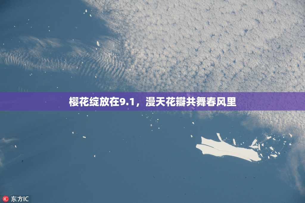 樱花绽放在9.1，漫天花瓣共舞春风里