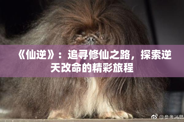 《仙逆》：追寻修仙之路，探索逆天改命的精彩旅程