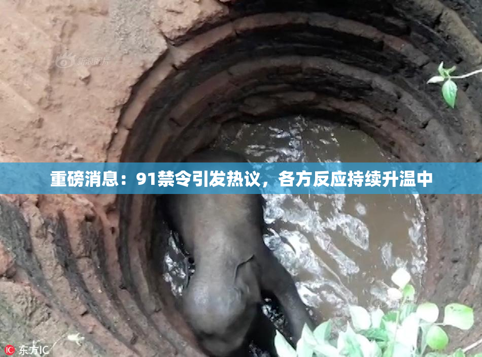 重磅消息：91禁令引发热议，各方反应持续升温中