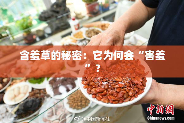 含羞草的秘密：它为何会“害羞”？