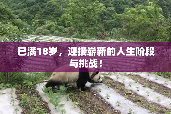 已满18岁，迎接崭新的人生阶段与挑战！