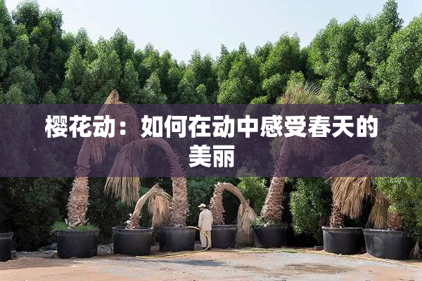 樱花动：如何在动中感受春天的美丽