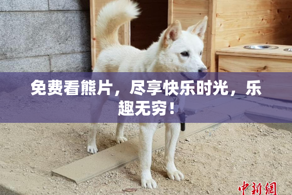 免费看熊片，尽享快乐时光，乐趣无穷！