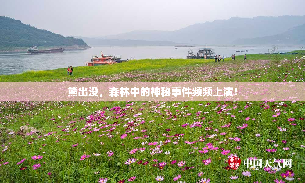 熊出没，森林中的神秘事件频频上演！